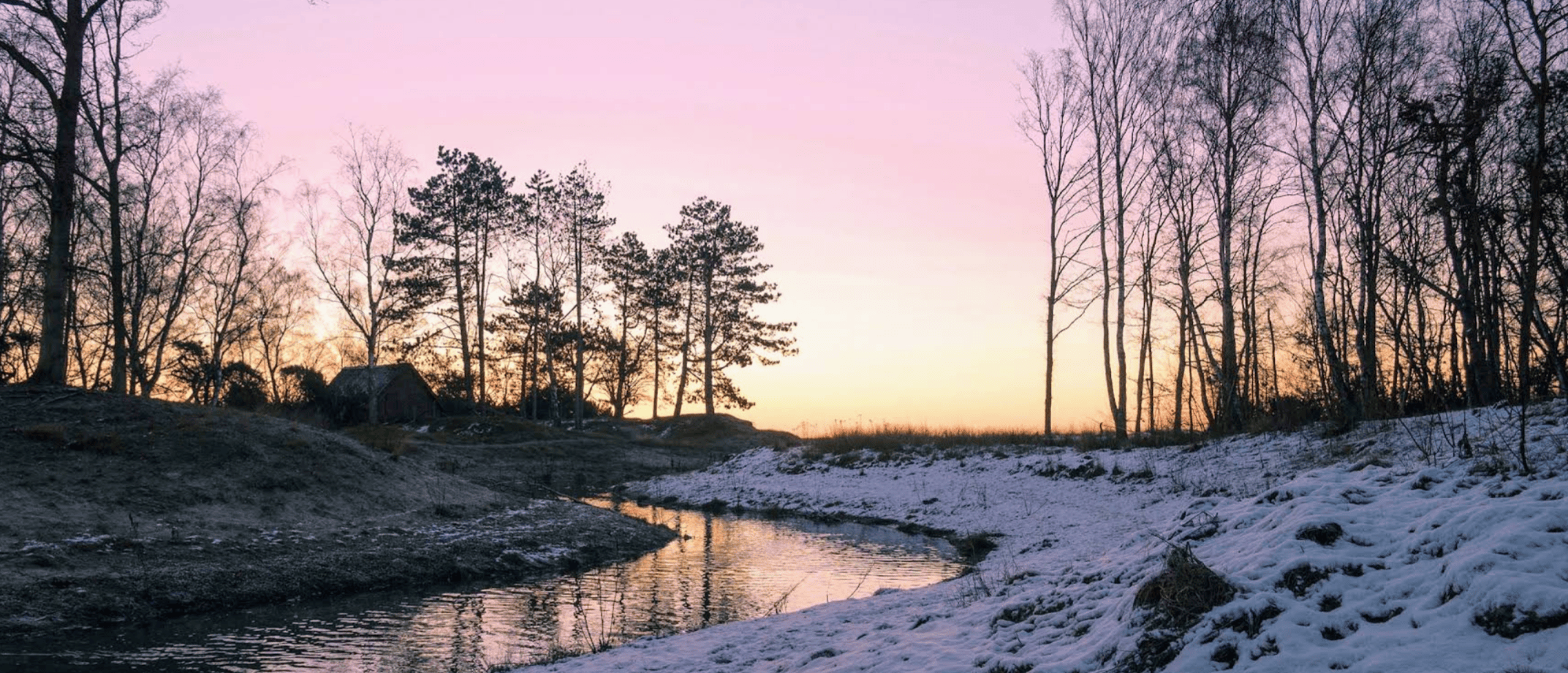 pine trees and a stream in winter.