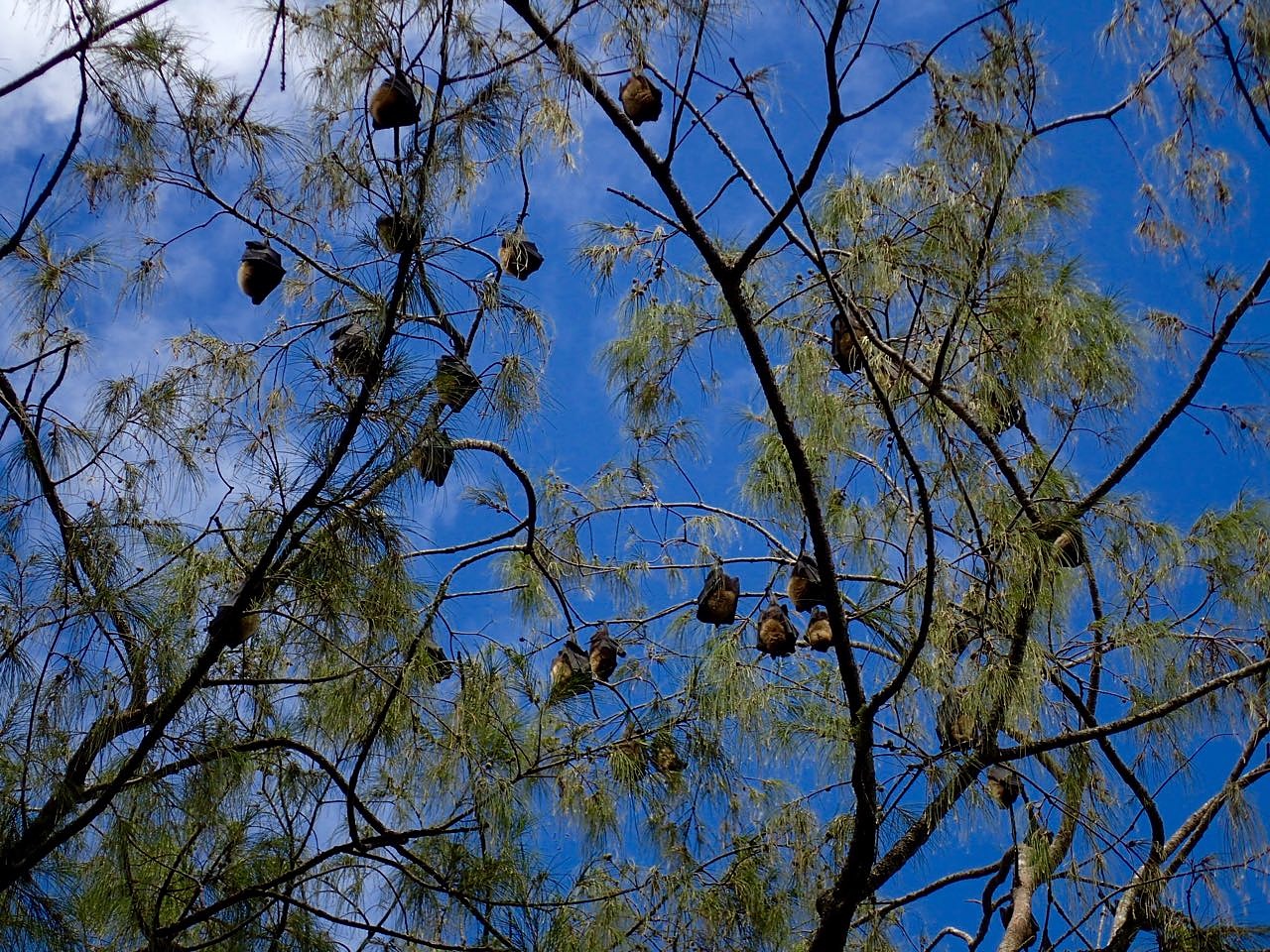 along the way: fruit bats