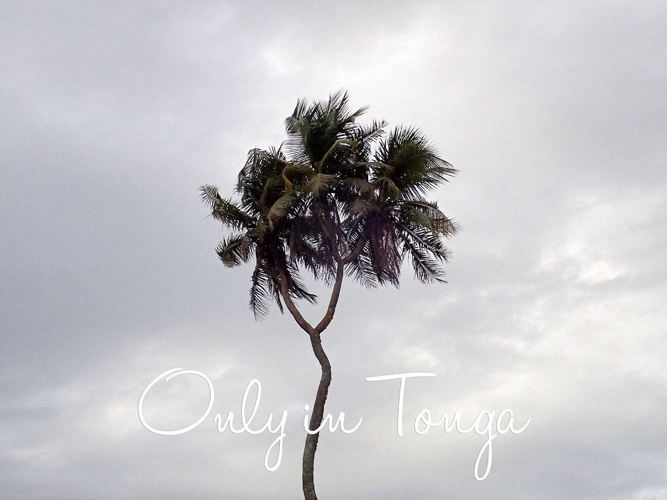 along the way: 3 headed coconut tree