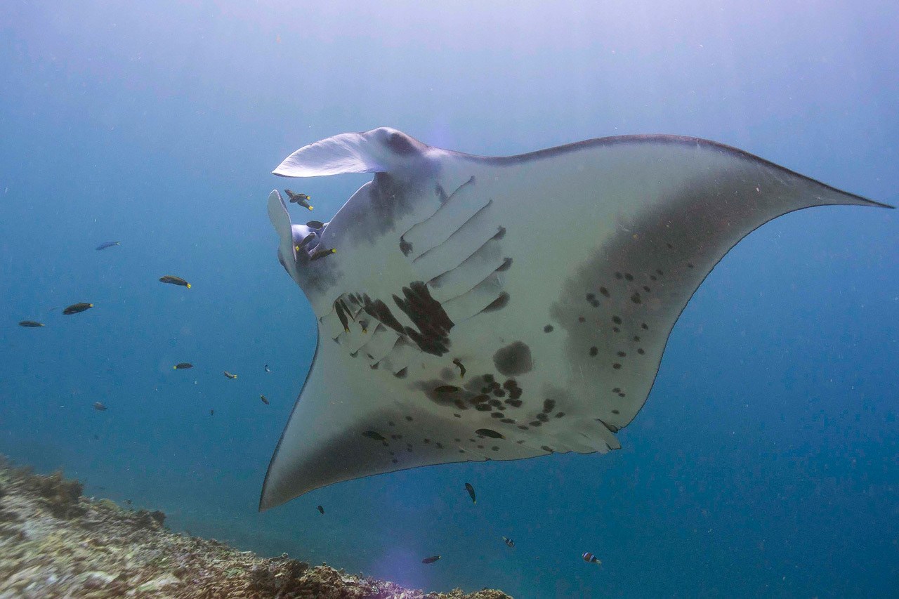 Komodo Mantas