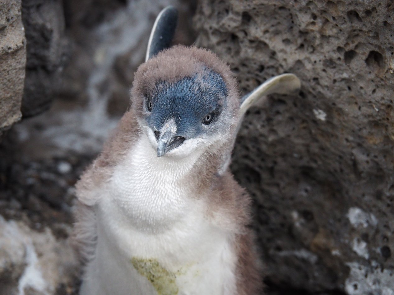 Phillip Island Penguins