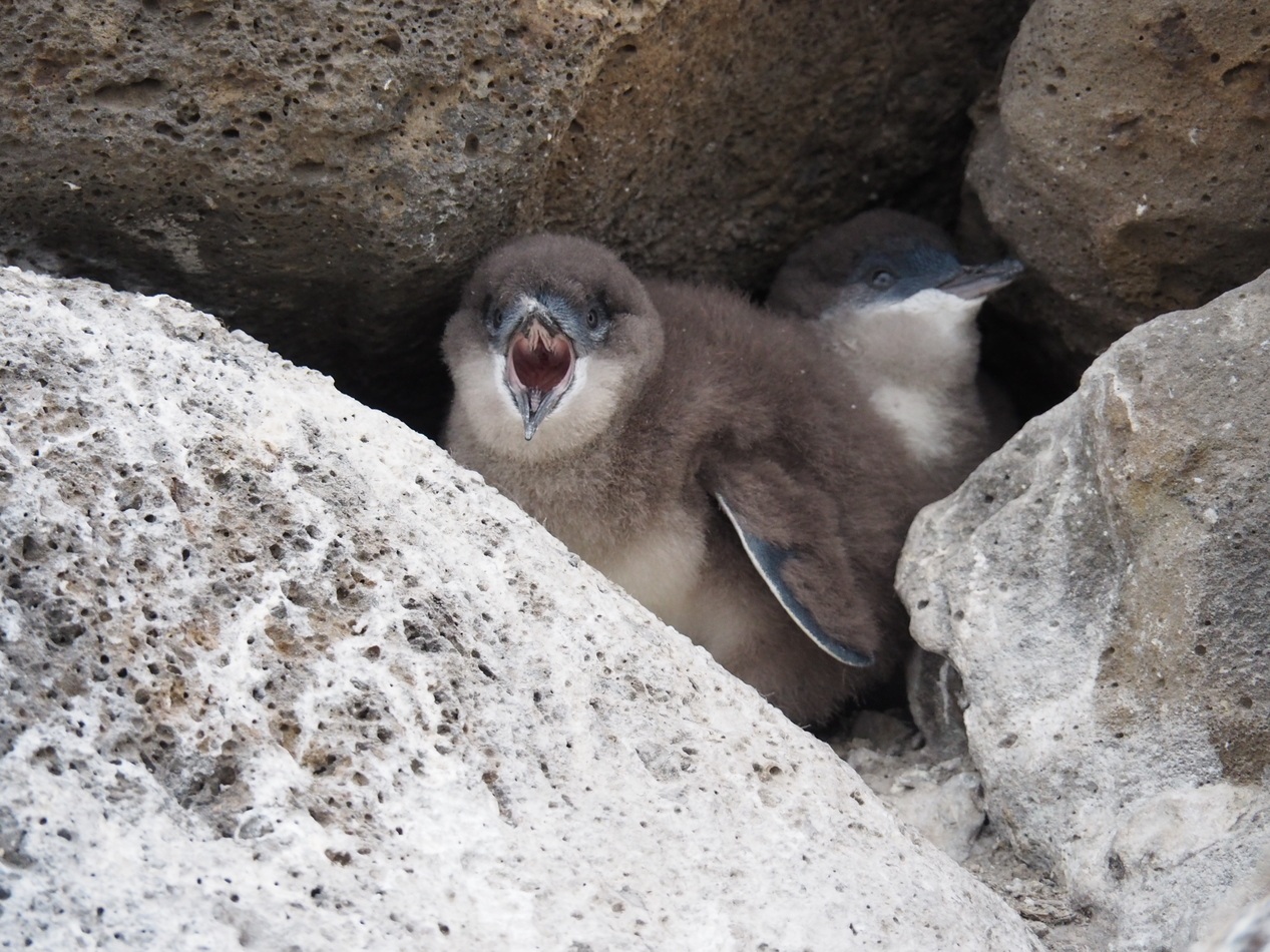 Phillip Island Penguins