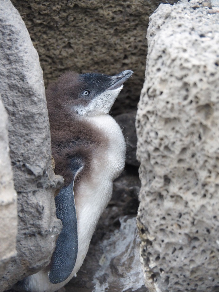 Phillip Island Penguins
