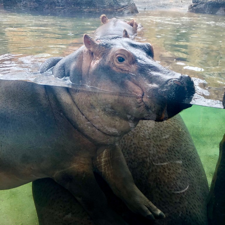 Fiona and Bibi in Hippo Cove