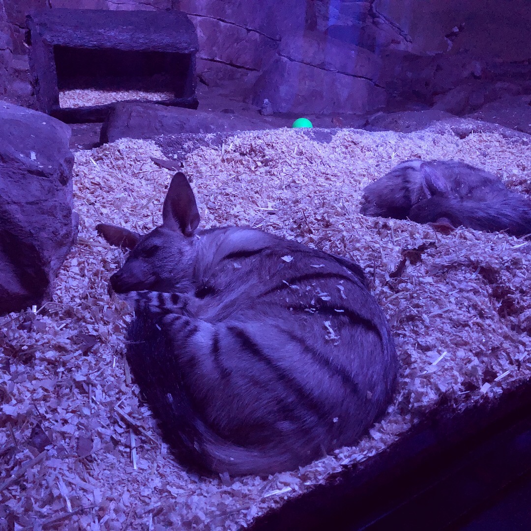 Aardwolves in Night Hunters