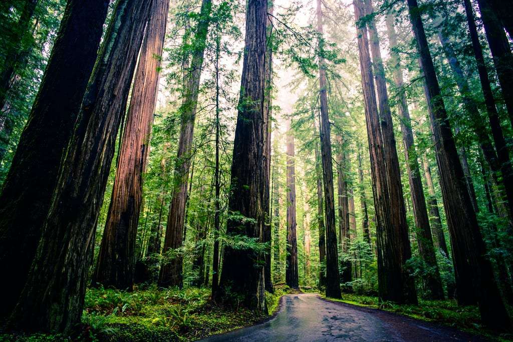 We believe good design means accessible design, so our cabins, suites, and lobby bar are. Stories, Videos & Facts: Coastal Redwoods & Jedediah Smith