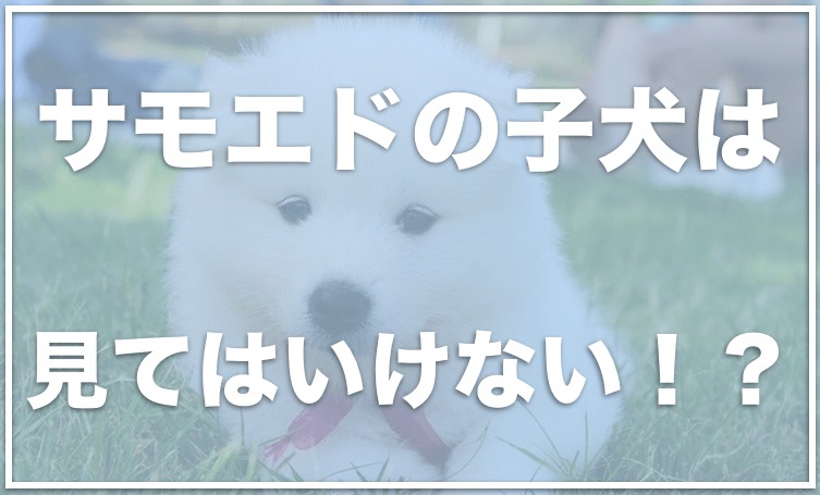 サモエドの子犬は見てはいけない 頭が悪い 臭いは本当 値段や寿命 性格を調査 愛犬と満喫ライフ 犬が飼い主を大好きに 子犬のしつけの悩みも解決して正しいドッグフードの選び方も紹介