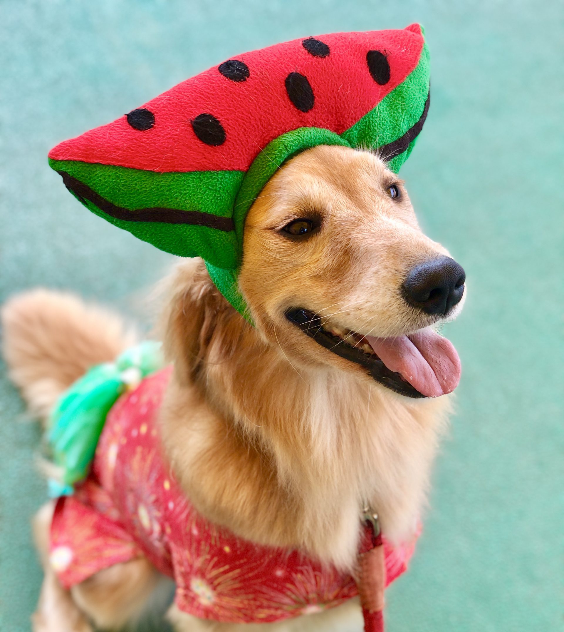 大型犬種によるスイカちゃんレースショー | つくばわんわんランド