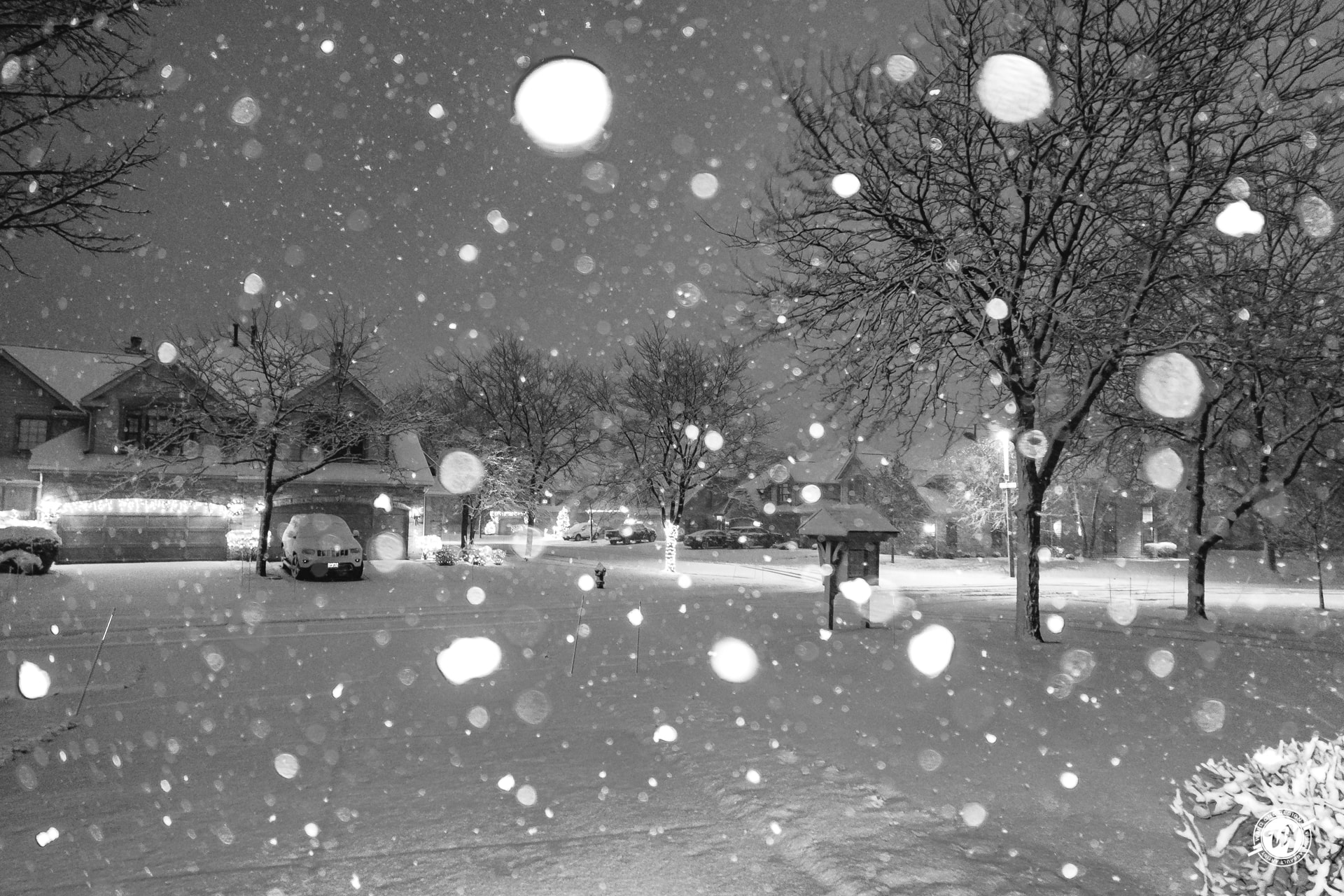 Bloomingdale Blizzard 2018