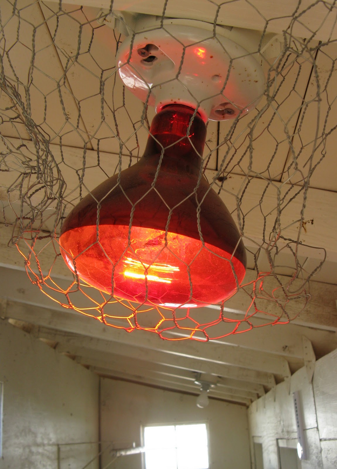 10 benefits of heat lamp for chickens