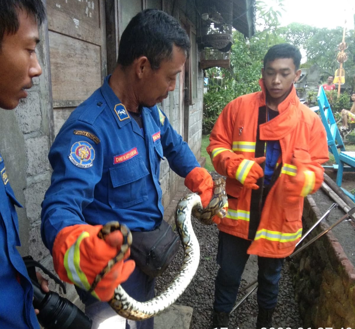 Petugas Damkar Jembrana mengamankan ular Sanca, di lingkungan Kelurahan Loloan Timur.