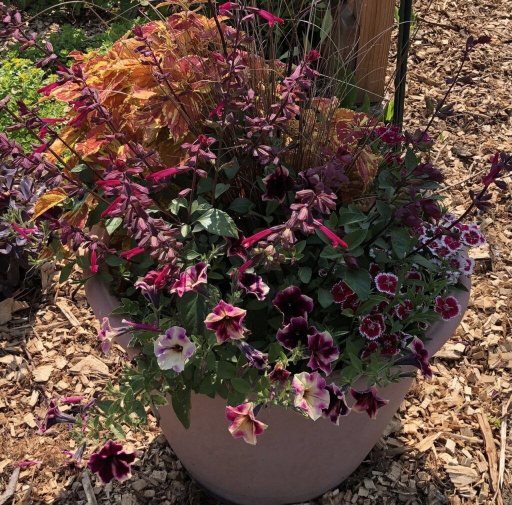 fiery orange, red and pink container garden at The Fairest Garden, Washington County Fairgrounds, Stillwater MN