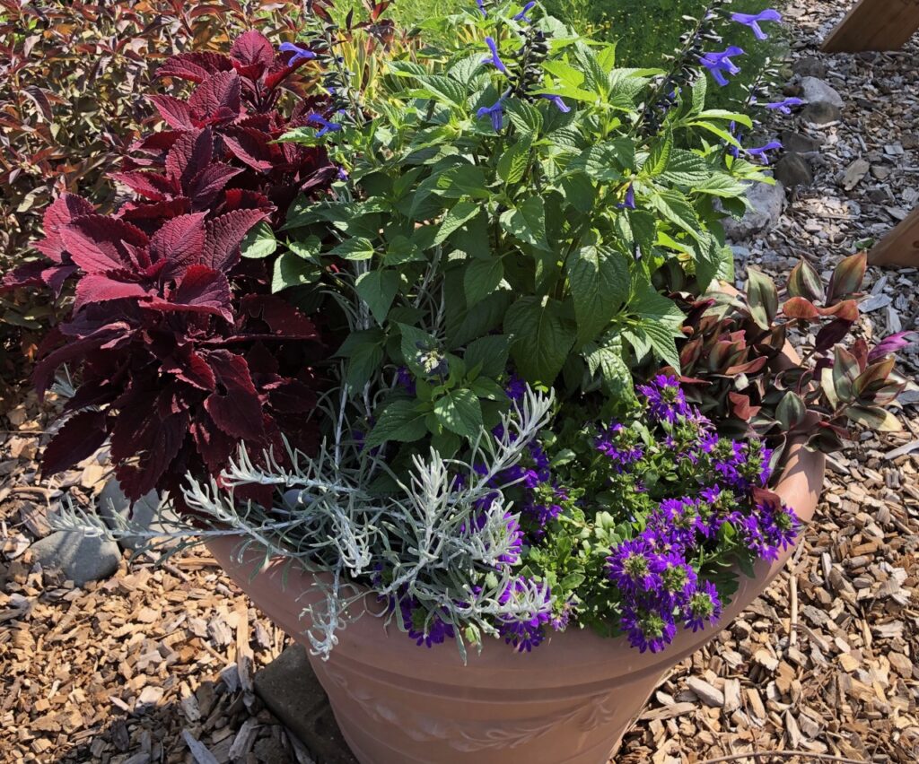 Container garden with red, blue and purple flowers at The Fairest Garden, Washington County Fairgrounds, Stillwater MN