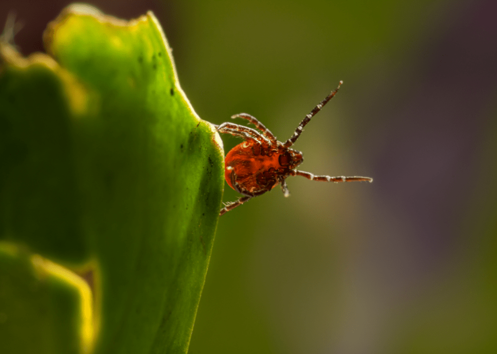 Tick Bites