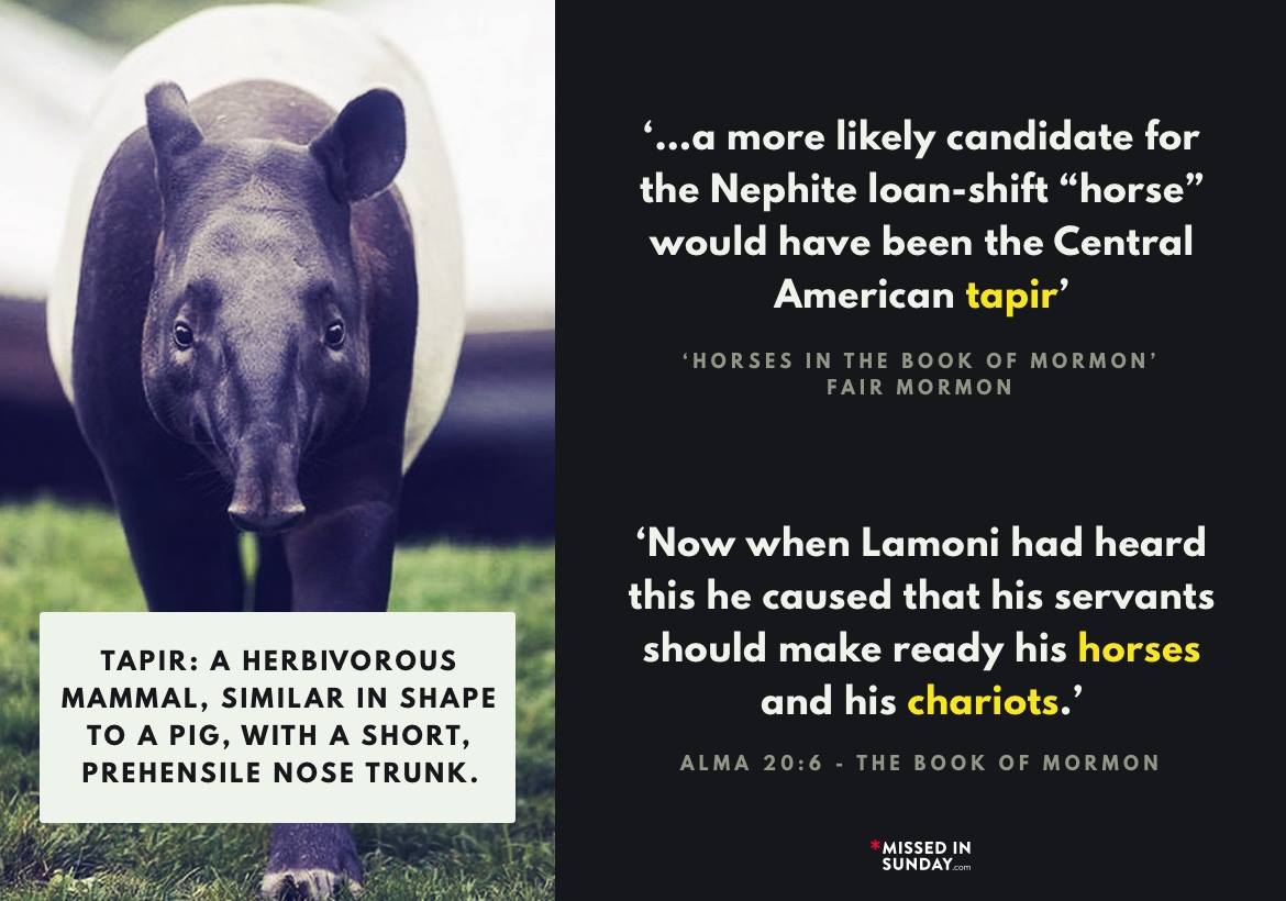 tapir