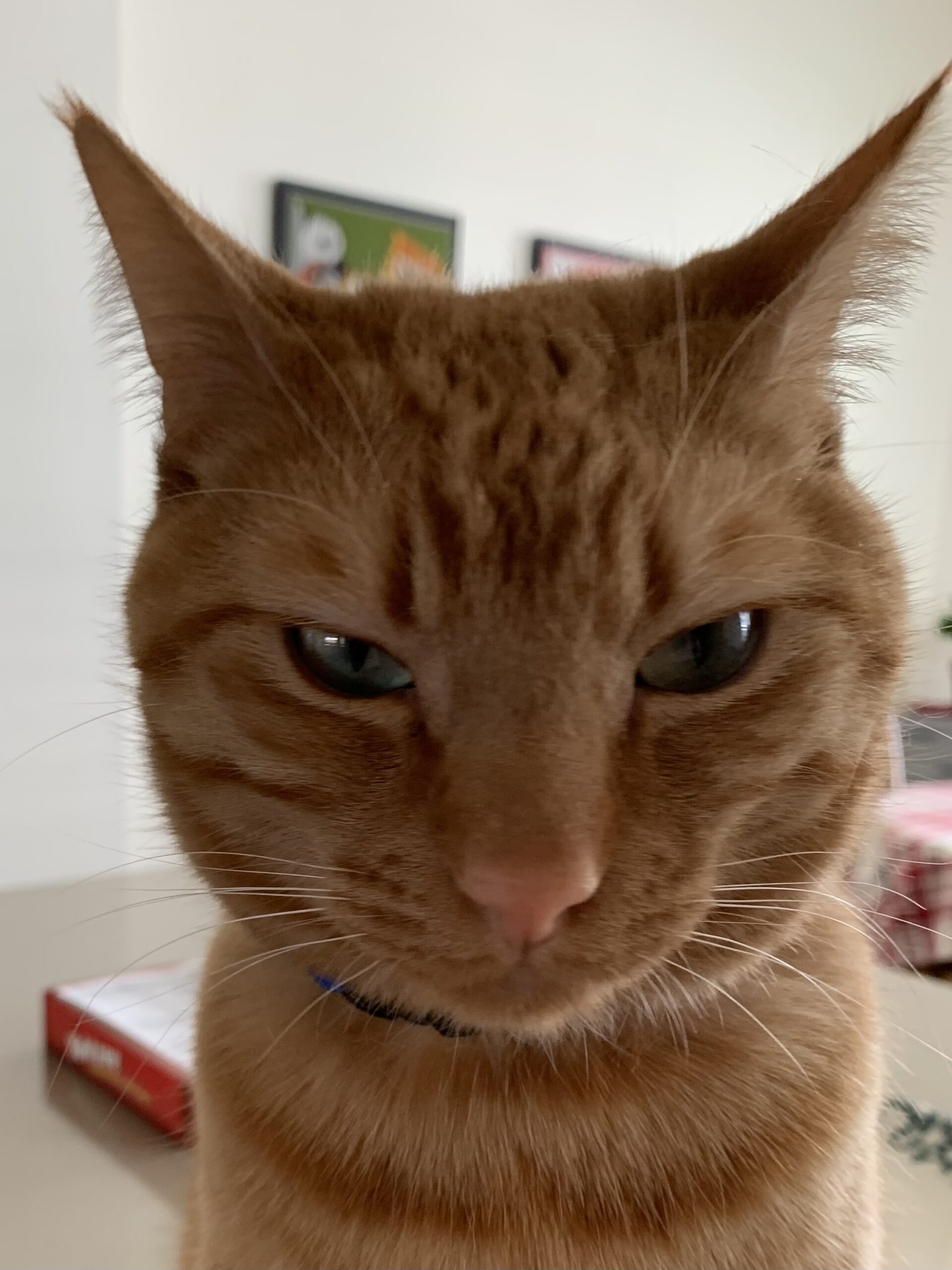 avilabeach77 profile image for wasmormon.org