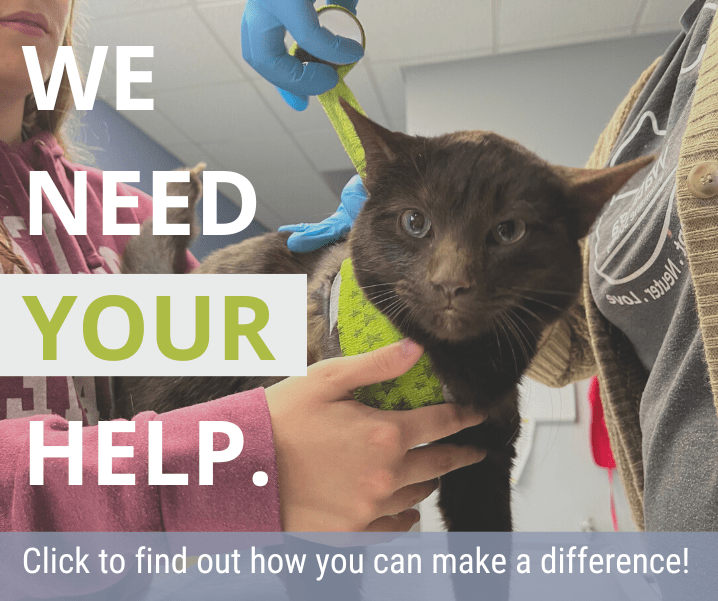 Watauga humane society