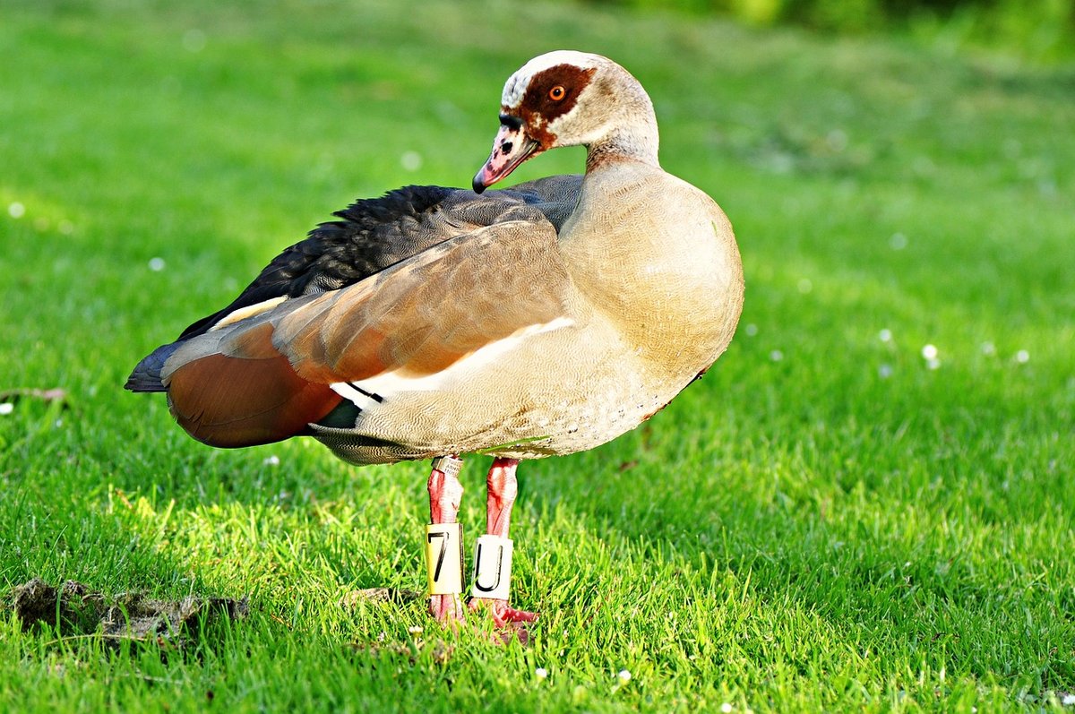 Identify Birds With Confidence Using Field Marks Watch And Gather Bird 
