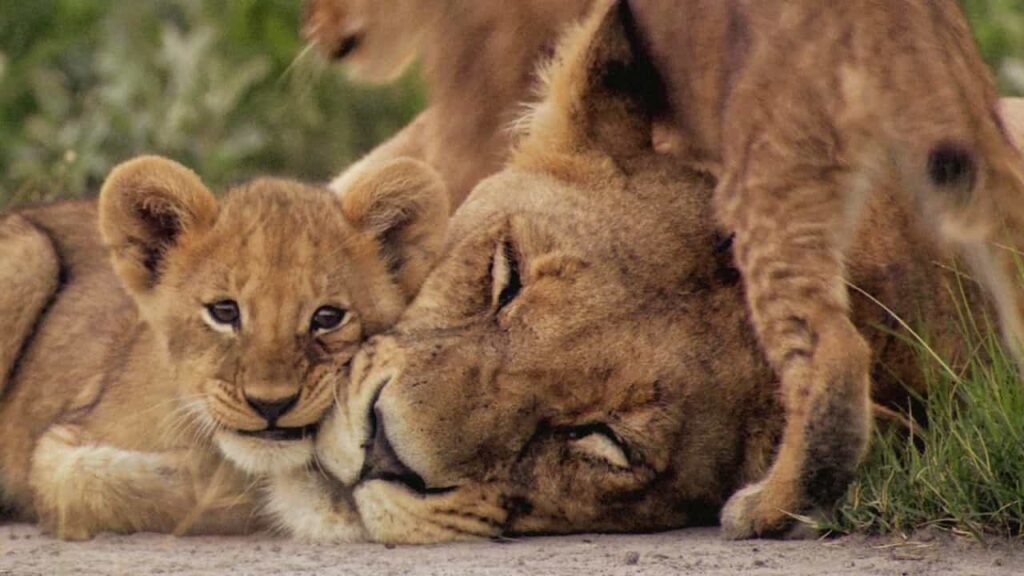 TimeScapes 2012 Watch Free Online The Last Lions 1024x576 