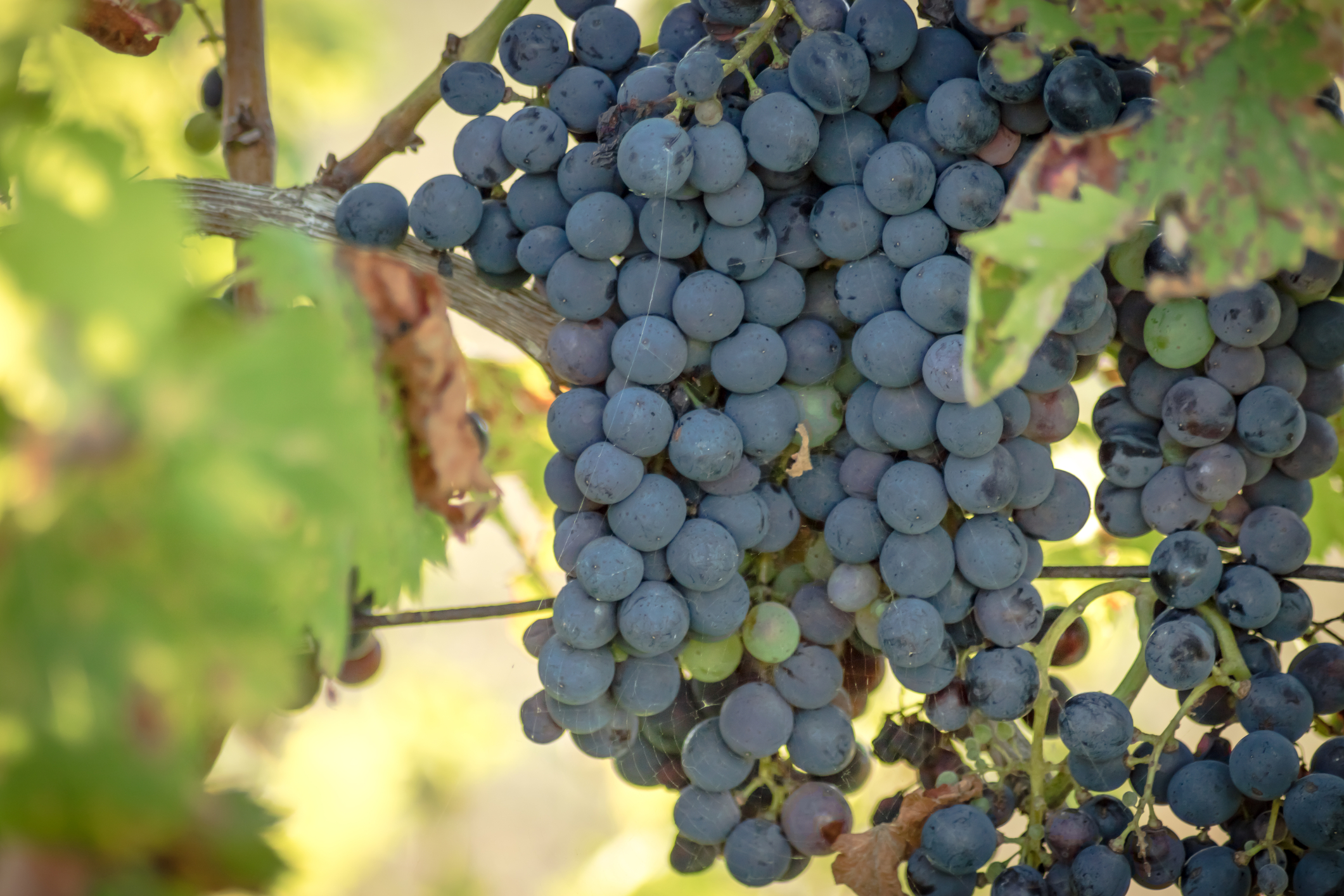 A Branch is not the Vine