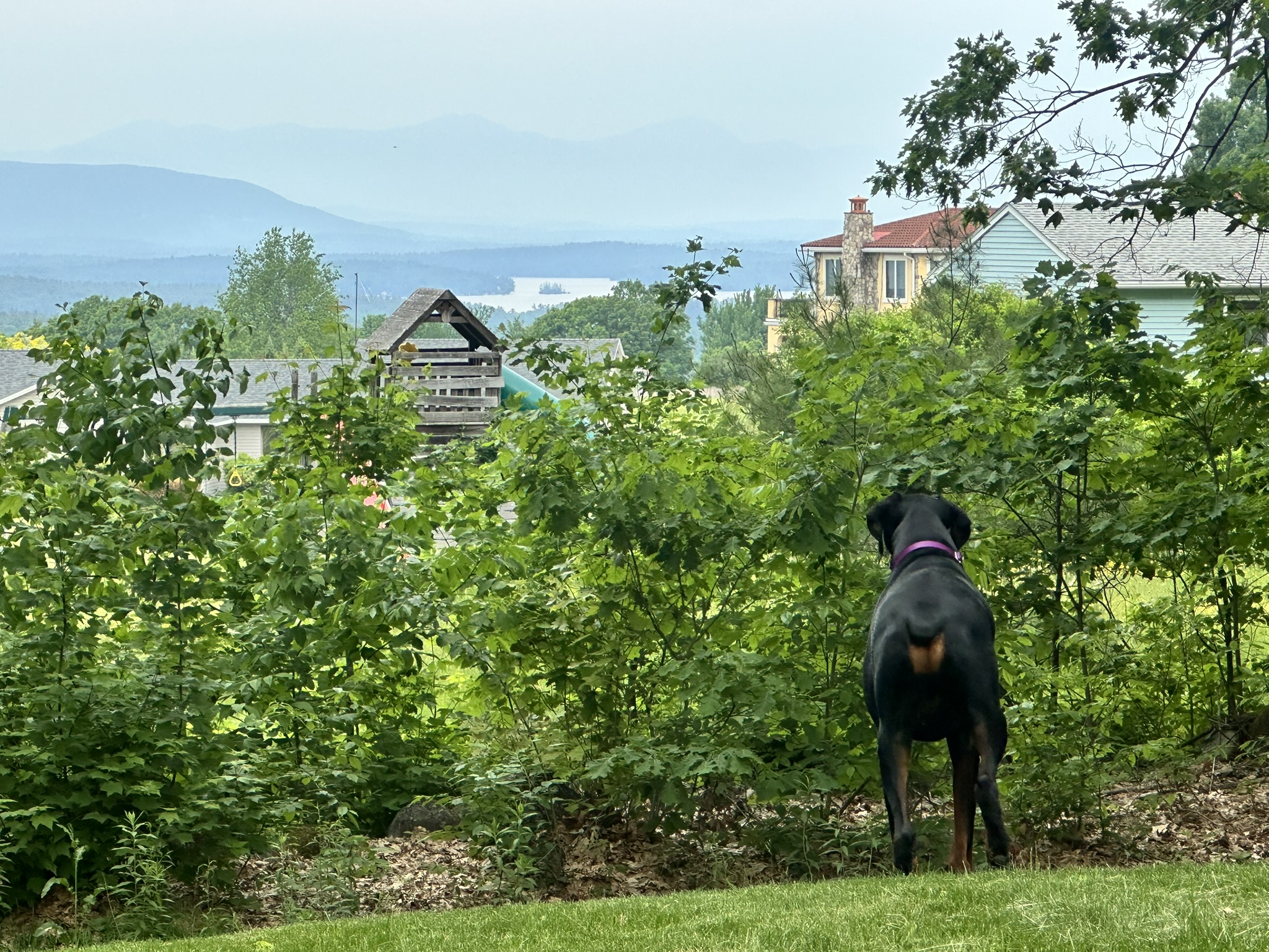 Where even the dogs enjoy the view