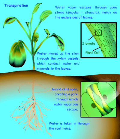 During the process of transpiration, water molecules in the plant tissues are removed from the aerial parts of the plants. Lecture 3 Transpiration