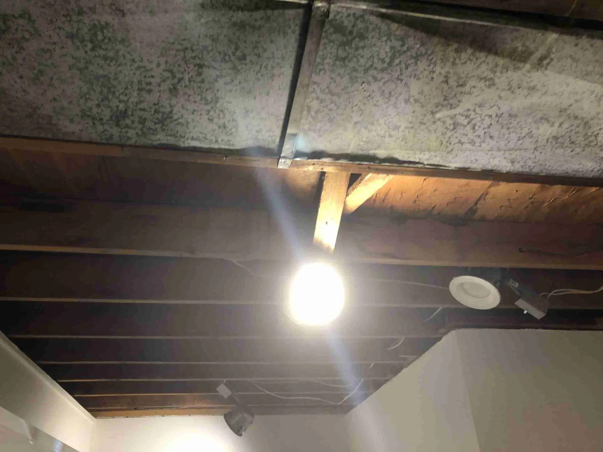 Looking for Mold Removal Serices