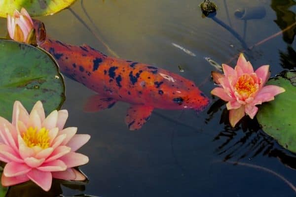 5 Secret Tips For Water Lily Fish Pond Guppy Molly Fish Care Terrace Garden Gently place tuber on the surface of the wet soil. 5 Secret Tips For Water Lily Fish Pond Guppy Molly Fish Care Terrace Garden Pikbest has 47119 Fish In Lotus Pond design images templates for.
