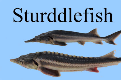 One Fish, Two Fish, Sturddlefish – Watts Up With That?