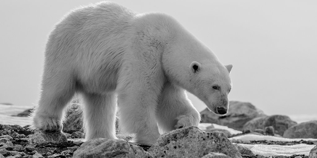 Conservation Officers Misleading the Public about Polar Bear Problems in Churchill • Watts Up With That? - Vimarsana News