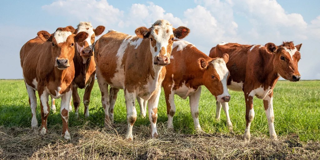 Agri-Absurdity: The High Cost of 'Saving' The Planet • Watts Up With That? - Vimarsana News