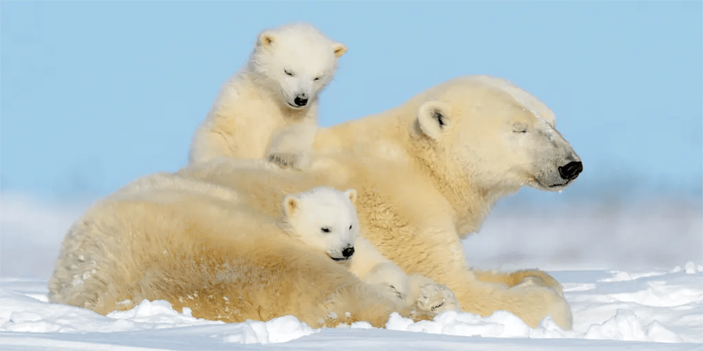 Climate Activists are Silent on Polar Bears Because their Doom-Mongering Blew Up in their Faces • Watts Up With That? - Vimarsana News