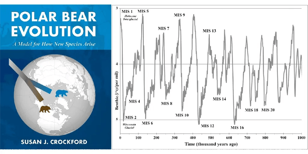 The story of polar bear evolution could not be told without discussing climate change - Vimarsana News