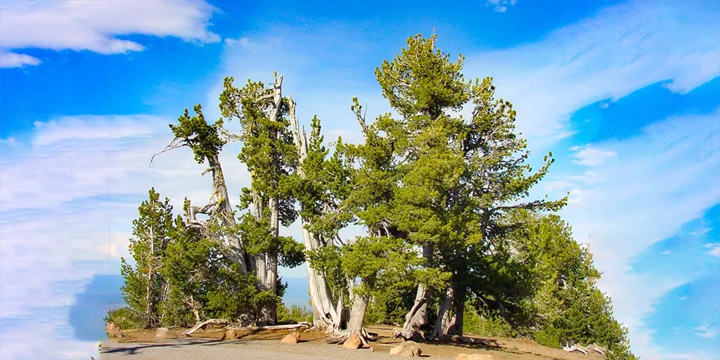 How a drought affects trees depends on what's been holding them back – Watts Up With That? - Vimarsana News