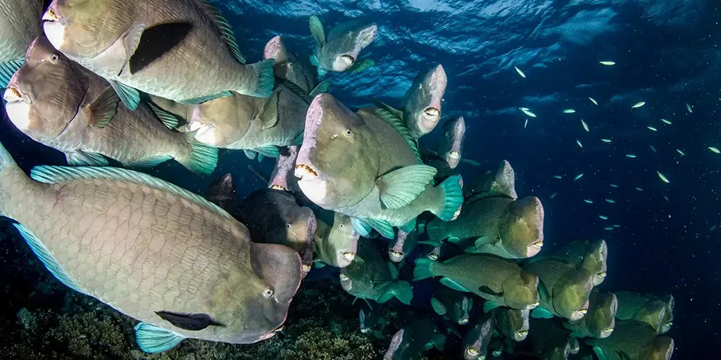 Invitation to Visit Mass Coral Bleaching, and see the Fishes • Watts Up With That? - Vimarsana News