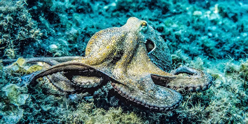 Masters of Acclimation: Octopuses Adjust to Cold by Editing their RNA • Watts Up With That? - Vimarsana News