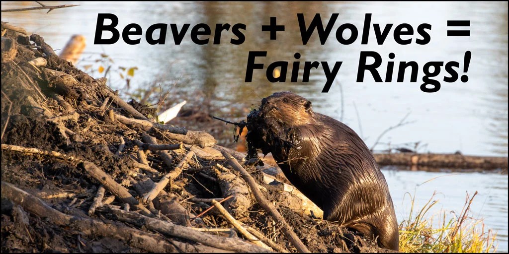 Lions and Tigers? No, Beavers and Wolves • Watts Up With That? - Vimarsana News