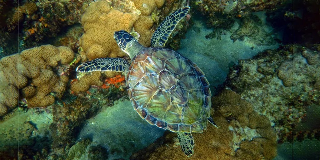 Models Vs. Reality: Sea Turtle Edition • Watts Up With That? - Vimarsana News