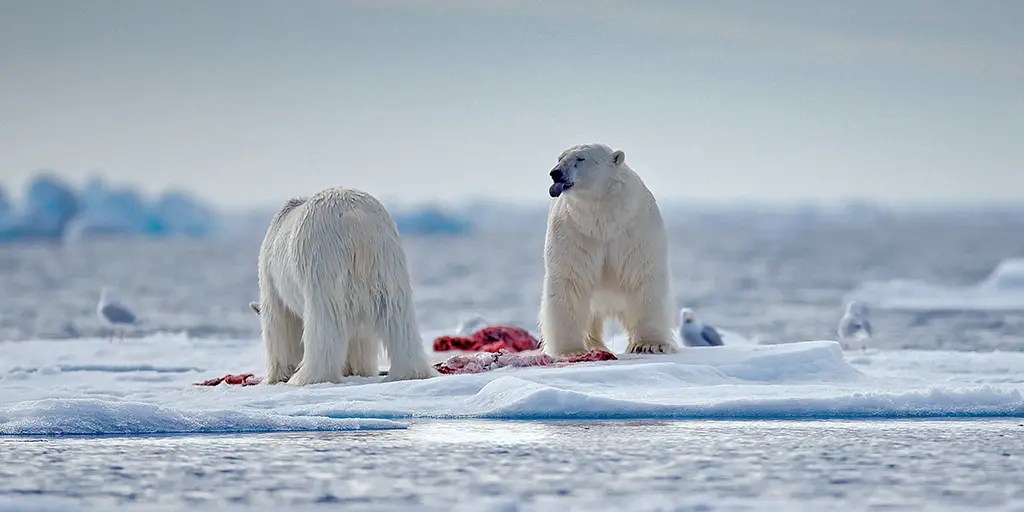 NY Times pushes an implausible story of polar bear evolution and what makes a species - Vimarsana News