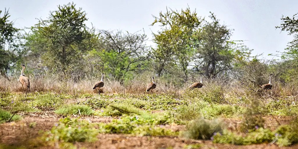 Wind and Solar Slaughtering India's Iconic Bird – Watts Up With That? - Vimarsana News