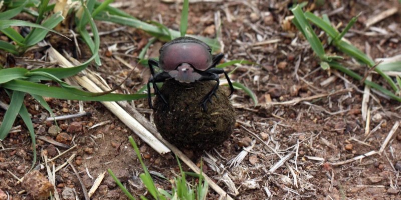 Claim: "the loss of dung beetles … creating a climate doom loop" – Watts Up With That? - Vimarsana News