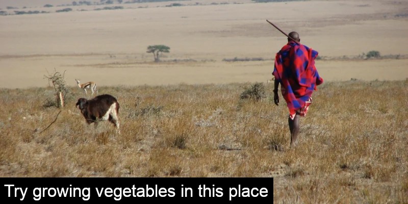 Climate Dieticians Push Americans to Cut Beef for the Sake of the Planet - Vimarsana News