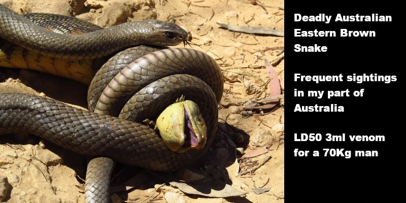 Study: Venomous snakes likely to migrate en masse amid global heating - Vimarsana News