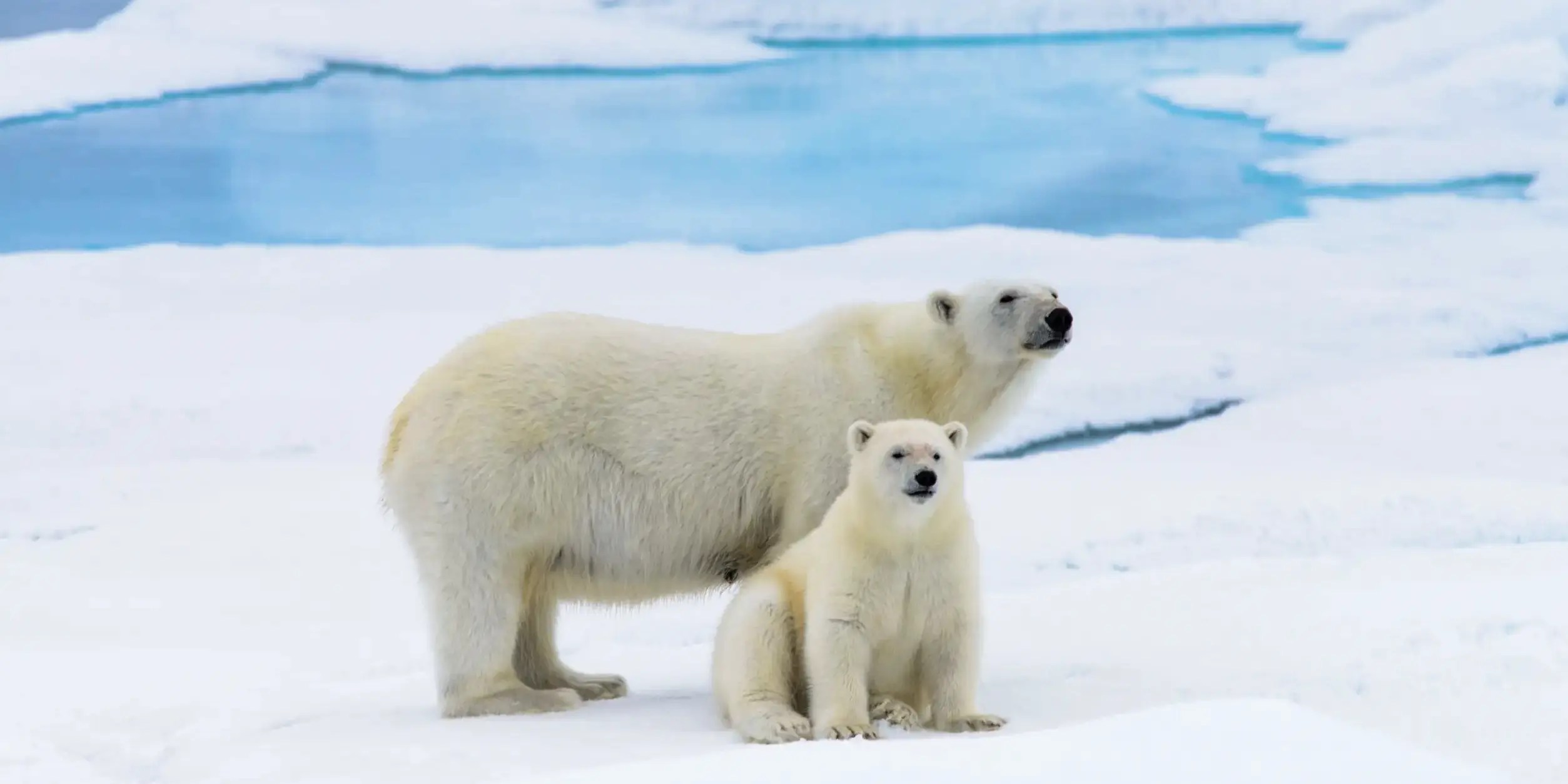 more polar bear habitat than 2022 after hottest year on record – Watts Up With That?