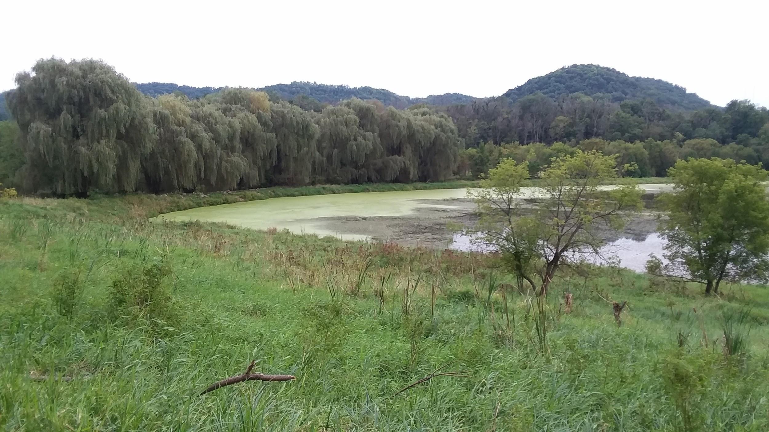 Duckweed In a Cove Near a Marsh surrounded by weeping willow trees