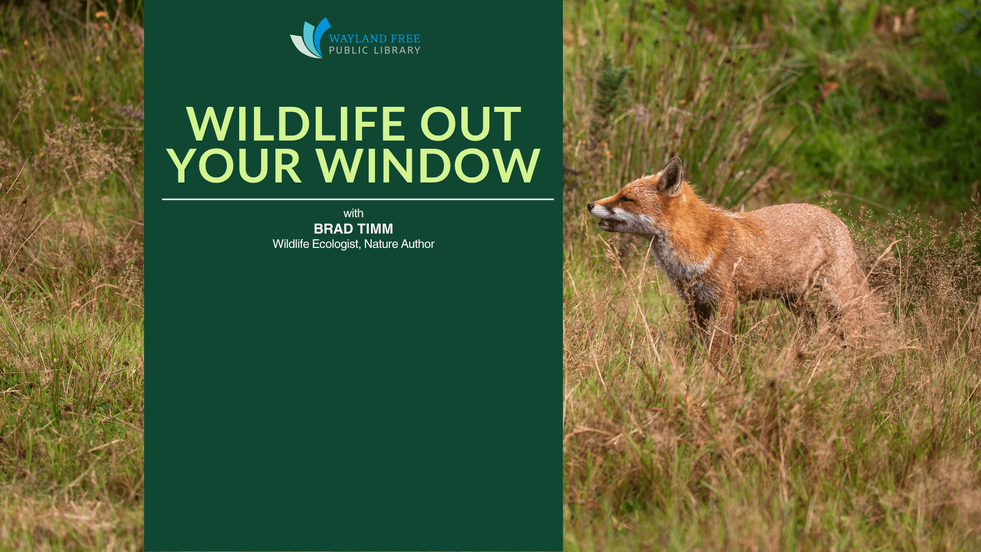 Wildlife Out Your Window