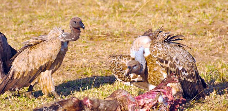 vultures