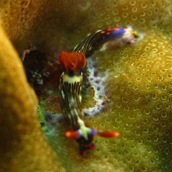 Samal Scuba Diving (2)