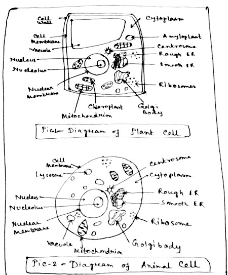 Cells form the basic building blocks for all living things. Draw Diagram Of Plant Cell And Animal Cell And Write The Names Of Parts Of The Cell Snapsolve