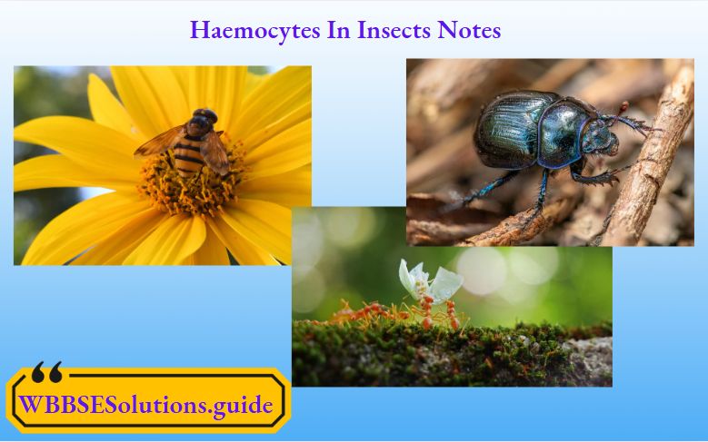 S3 Bio Pdf Insects Blood - Mountain Pattern Collection - 4K Quality